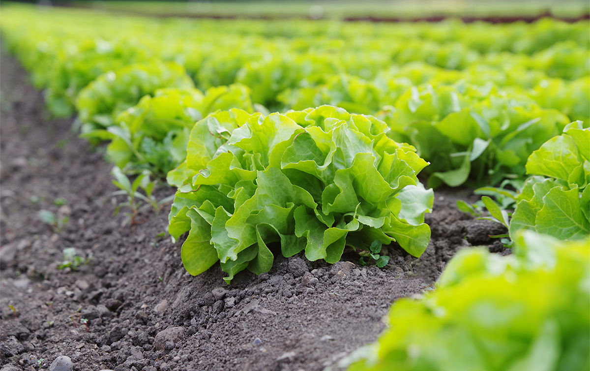 La Agricultura Ecológica agricultura ecológica - agricultura ecologica - La Agricultura Ecológica