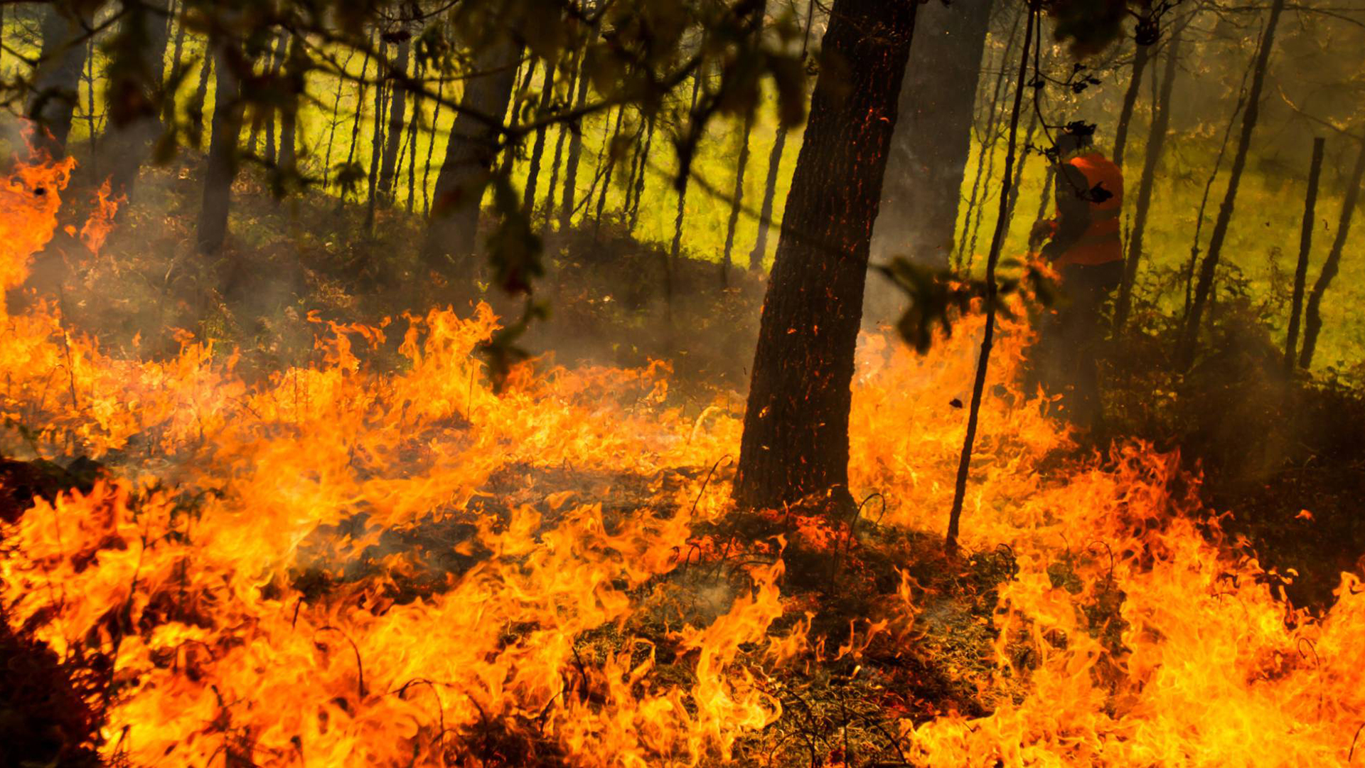 - prevencion incendios forestales - Courses