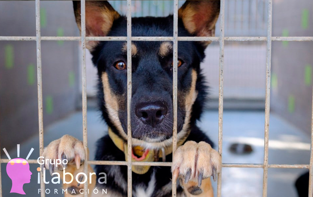cuidado de animales 2