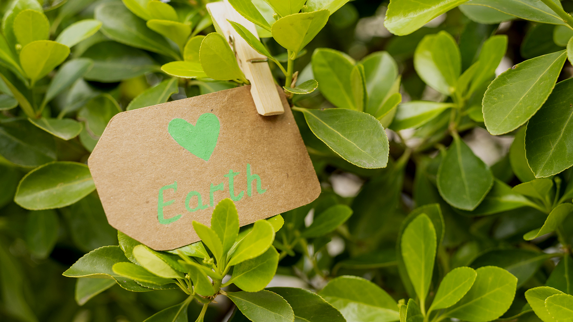 Ecoetiquetas Y Compra Verde