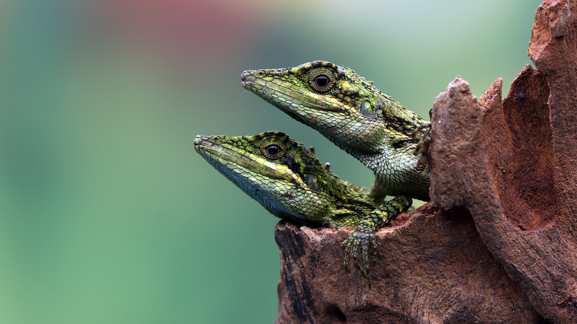 Cuidados de Reptiles y Anfibios