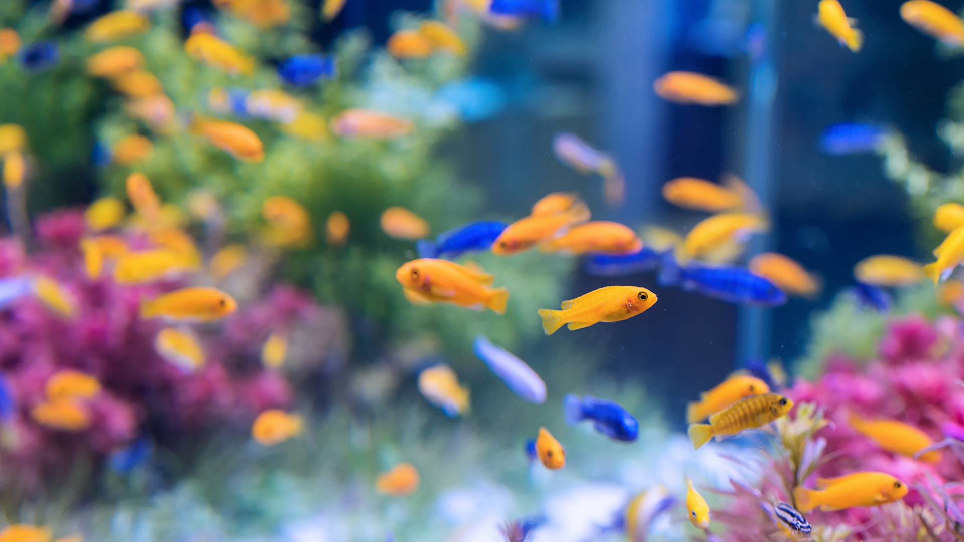 Cuidados de peces y acuarios 1920x1080 1