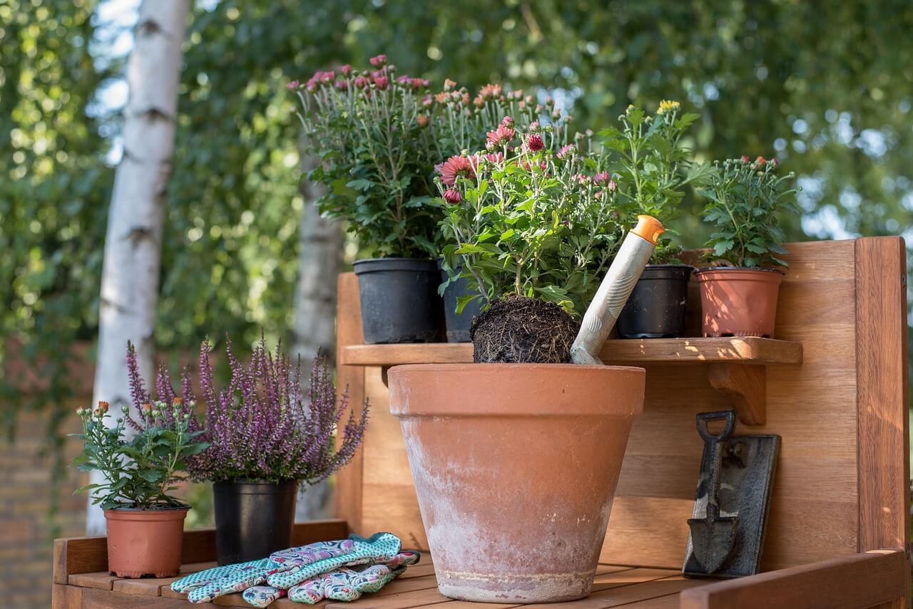Plantas de jardín